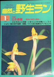 自然と野性ラン　1998年1月号　日本春蘭　エビネの人工交配　新企画出版局　YB231213M1