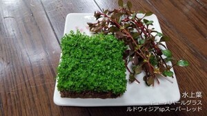 キューバパールグラス＆スーパーレッド 水上葉 水草 メダカ 熱帯魚 金魚 エビ 人気 おすすめA1