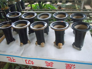 日本春蘭　　黒楽鉢　 3.5寸から4.0寸　　10個　　B