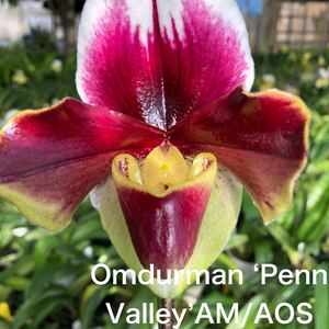 洋蘭　パフィオ　Paph Paphiopedilum Omdurman ‘Penn Valley’ AM/AOS