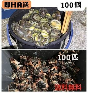 【送料無料】冷凍マツバ貝100個　冷凍イソガニ100匹　石鯛　イシガキダイ　黒鯛　釣り餌　カサガイ ジンガサ 磯ガニ