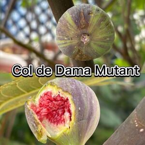 イチジク　穂木　 Coll de Dama Mutant 長い穂木を落札後に切り分けて梱包します。　果樹、挿し木、接木、Fig、レア品種