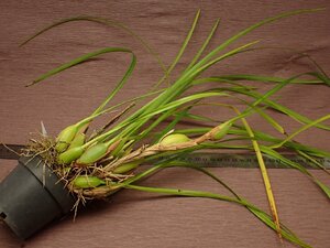 Maxillaria tenuifolia マキシラリア・テヌイフォリア 767●ラン苗