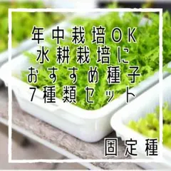 H01　初心者でも簡単！葉野菜セット　7品種　水耕栽培なら年中OK　固定種