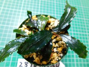 ◎2898TN150　 (自家栽培）水草　ブセファランドラ　Bucephalandra sp. Copper Leaf Sokan KN便②