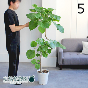 【現品】フィカス・ウンベラータ 曲がり 8号 白鉢（5）Ficus umbellata