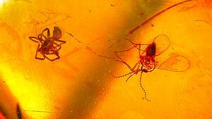 クモ　虫入り琥珀　ビルマ琥珀　ミャンマー産　白亜紀　恐竜時代の化石　昆虫　標本　　アンバー　コハク　蚊？
