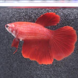 ベタ　ショーベタ　メス　レッド　03F0925-083　ハーフムーン　熱帯魚　生体