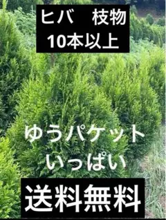 【匿名発送】完全無農薬　コニファー　ヒバ　切り枝　ハロウィン　クリスマス　花材