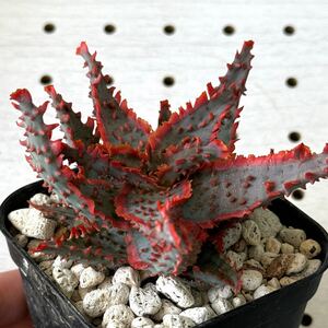 アロエ 実生　子株のみ　ハイブリッド 多肉植物 Aloe hybrid 105