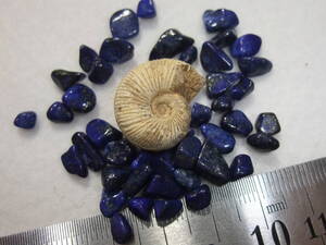 アンモナイトammoniteペリスフィンクテスとラピスラズリlapis lazuli 中東産セット　4　研磨原石等 60.75ct 天然石!貝巻きが綺麗　765-7