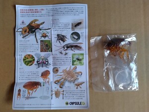 カプセルQ 衛生害虫博覧会〜身近に潜む生活害虫〜 ヒトノミ『同梱不可』