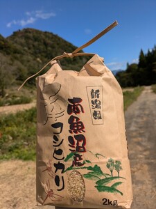 令和6年南魚沼産こがねもち白米10キロ　もち米 しおざわ　産地直送　農家直送　白米　10キロ 10kg　新米