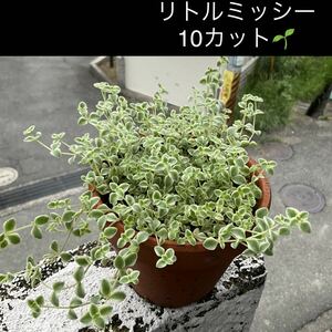 リトルミッシー　10カット　多肉植物