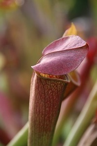 食虫植物　サラセニア　メタリック　３芽