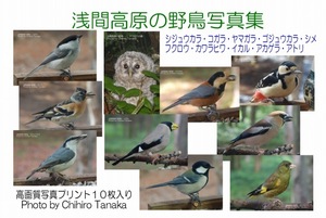 ＋【浅間高原の野鳥写真集】１０種類 b-11