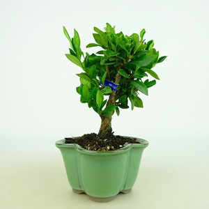 盆栽 梔子 樹高 約9～11cm くちなし Gardenia jasminoides クチナシ アカネ科 常緑樹 観賞用 小品 数量物 セレクト