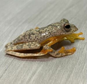 【蟲屋 GARNET】Rhacophorus rhodopus ロドプスコケガエル 1匹 ランダム カエル 両生類 オタマジャクシ イモリ 日本初入荷 