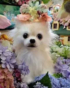 展示画像　実物大　オーダー　チワワ　ペットロス　愛犬　ぬいぐるみ　カズコオガワ