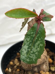 9331 「多肉植物」ユーフォルビア クレメルシー 斑入り葉 植え【発根・発芽・Euphorbia cremersii】