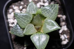 月影　×　水晶101　Haworthia　ハオルチア