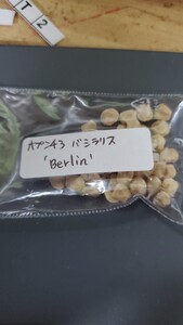 オプンチア　バシラリス　‘Berlin ’　 種子 5粒