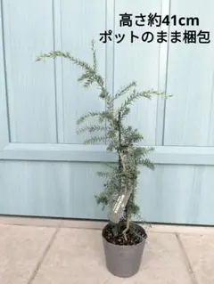 柔らかい明るい色の新芽が美しい　メラレウカ　☘　インカーナ　☘　苗