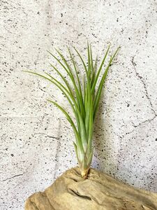 【Frontier Plants】 【現品】チランジア・アイラブユー T. I Love You (T. baileyi x T. ionantha)【A】 ブロメリア　エアプランツ