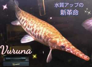 古代魚の飼育者も絶賛！水槽の水が綺麗になります【ヴァルナミニ23センチ】有害物質を強力抑制し透明度がアップ！生体が活性化☆水替え不要