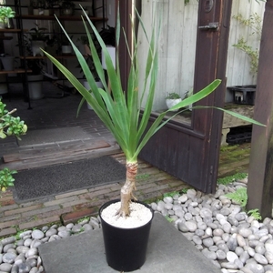 現物出品【ドラセナ・ドラコ＊Dracaena draco】７号　