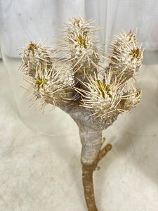 8012 「多肉植物」ユーフォルビア ギラウミニアナ 抜き苗【12/19最新到着・Euphorbia guillauminiana・マダガスカル・塊根植物】