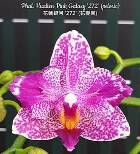 (^。 ^)(427) Phal. Hualien Pink Galaxy 