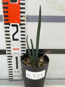 6723 「実生株】アロエ スザンナエ【種から発芽！・成長順調厳選株・Aloe・多肉植物】