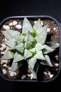 Haworthia/ウィミー交配　ハオルチア　管理361