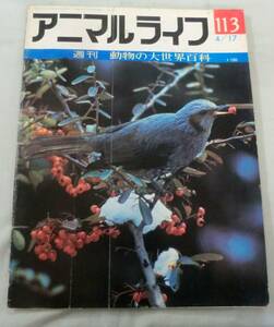 古書◆雑誌◆S48年 週刊アニマルライフ第１１３号 ◆ ヒヨドリ★ヒヨケザル★ヒヨケムシ★ヒラタグモ★ピラニア★ヒラメ