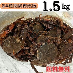 【送料無料】冷凍ショウジンガニ　マガニ　1.5kg(約45匹) 石鯛　黒鯛　釣り餌