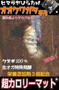 オオクワガタ専用☆超高カロリーマット！クヌギ生オガ特殊発酵！共生バクテリア、特殊アミノ酸など栄養添加剤3倍配合 究極の特選マットです