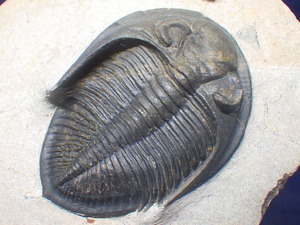 巣穴モロッコ　希少種　新種のOdontochile　三葉虫化石1719