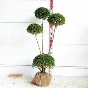 キンメツゲ　3本立ち　約130cm 根巻【トピアリー/玉柘植/柘植/苗木/植木/庭木/生垣/垣根/目隠し】119444