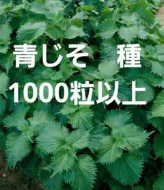 ＜野菜の種＞1000粒以上　青シソ　青じそ　2.5ｍｌ　紫蘇　大葉