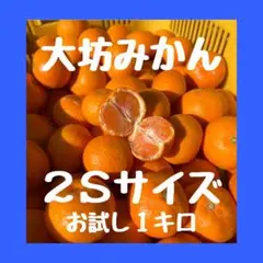 まずはお試し♪大坊みかん♪2Sサイズ