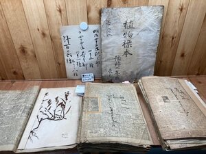 明治43-44年の植物標本 約95種/北大予科/北海タイムス・萬朝報・東京朝日新聞/併合されたる朝鮮/北海道大学　YDB1011