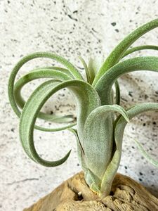 【Frontier Plants】 【現品】チランジア・パウシフォリア・スノーホワイト×ストレプトフィラ T. paucifolia Snow White x streptophylla