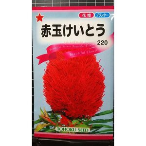 ３袋セット 赤玉 けいとう 種 郵便は送料無料