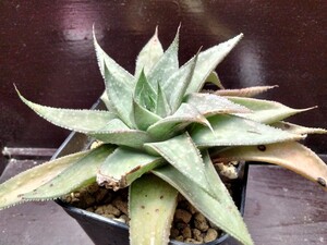 【即決】Aloe×Gasteria hybrid シルバーリーフ 銀綾 【送料無料】