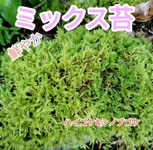 【ミックス苔】這苔&忍苔★20×13cmサイズ☆苔玉・盆栽・テラリウム素材・グランドカバー★おてがる配送ネコポス便