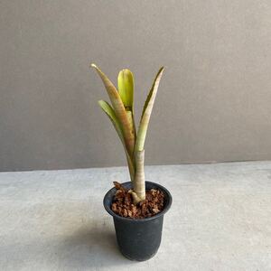 ビルベルギアハイブリッドBillbergia hybrid D50