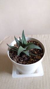 多肉植物★ヴェノーサ★べノーサ★ハオルチア★Haworthia★Venosa★竜鱗系★かわいい★抜き苗