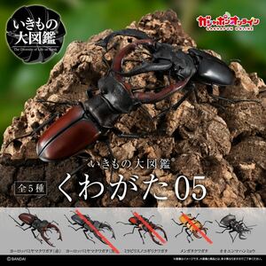 新品 2種セット いきもの大図鑑 くわがた 05 ヨーロッパミヤマクワガタ 赤 オオエンマハンミョウ クワガタ バンダイ ガチャ