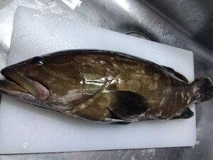 超高級魚　クエ　アラ　モロコ　2.31キロ　　対馬　天然　激安　オススメ　お得　鍋　刺し身　魚　大物 お得